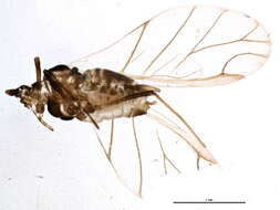 Image of Rhopalosiphoninus