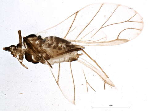 Rhopalosiphoninus resmi