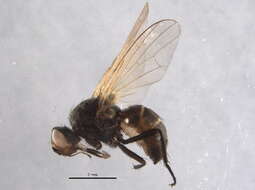 Image of Botanophila