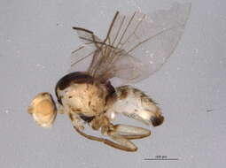 Image of Phytoliriomyza dorsata (Siebke 1864)