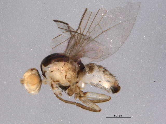 Image of Phytoliriomyza dorsata (Siebke 1864)