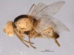 Image of Phytoliriomyza dorsata (Siebke 1864)