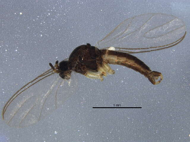 Image of Lycoriella conspicua (Winnertz 1867)