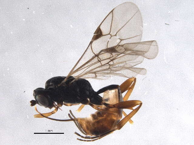 Image of Pristomerus