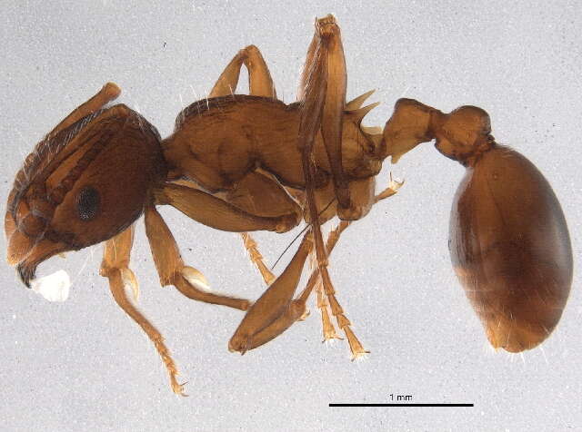 Image of Myrmica brevispinosa Wheeler 1917