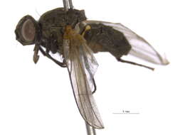 Image of Botanophila