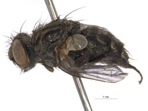 صورة Blaesoxipha atlanis (Aldrich 1916)