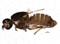 Image of Dasyheleinae