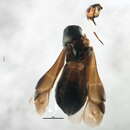 Image of Pilophorus setiger Knight 1941
