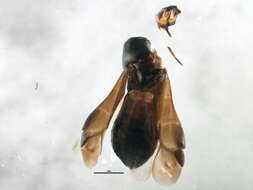 Image of Pilophorus setiger Knight 1941