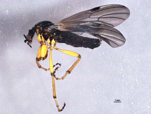 Image of Bibio xanthopus Wiedemann 1828