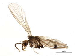 Image of Coniopteryginae