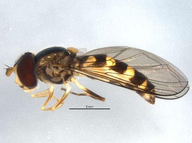 Image of Meligramma triangulifera