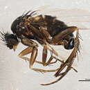 Image of Anevrina spinipes (Coquillett 1895)