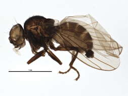 Phytoliriomyza robiniae Valley 1982 resmi