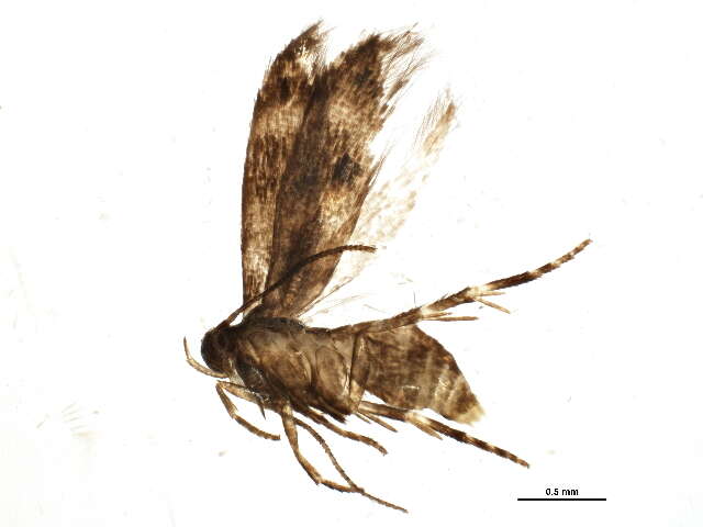 Plancia ëd Momphidae