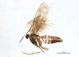 Image of <i>Lampronia aenescens</i>