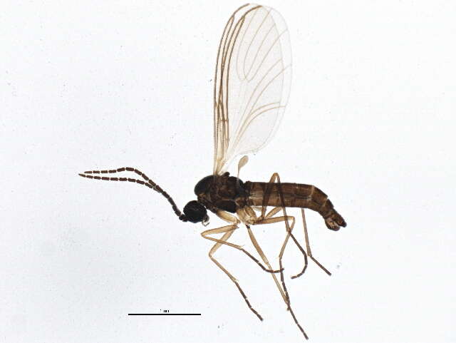 Plancia ëd Scatopsciara subciliata Tuomikoski 1960