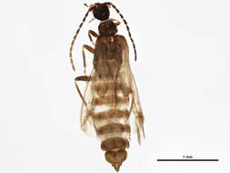 Image of <i>Malthodes intricatus</i>