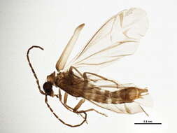 Image of <i>Malthodes intricatus</i>