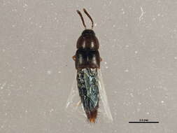 Image of Oxypoda lacustris Casey 1906