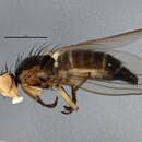 Cerodontha occidentalis Sehgal 1968 resmi