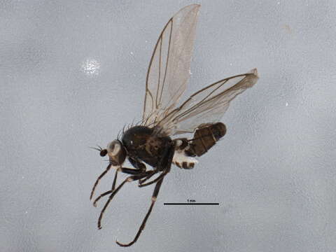 Image de Chromatomyia puccinelliae Spencer 1969