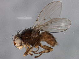 Image of odiniid flies