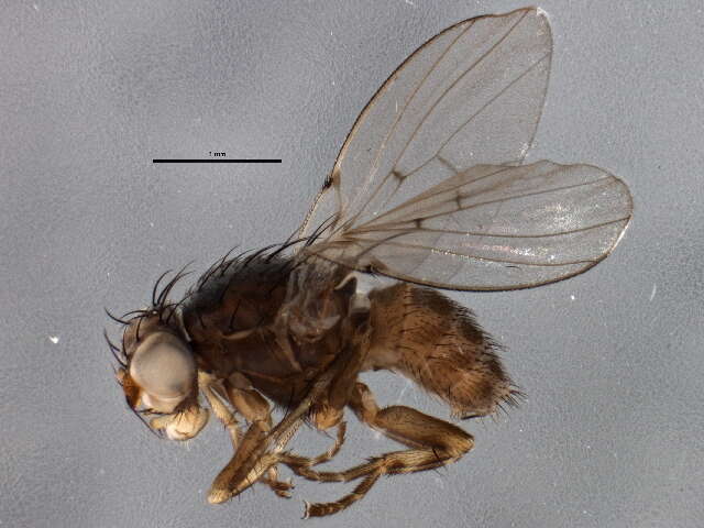 Image of odiniid flies