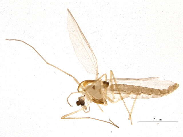 Imagem de Parametriocnemus boreoalpinus