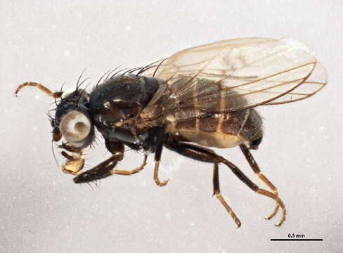 Image of odiniid flies