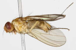 Image of Phaonia pallidosa Huckett 1965