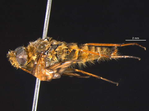 Image of Stiletto flies