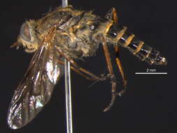 Image of Stiletto flies