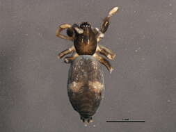 Image of Sergiolus montanus (Emerton 1890)