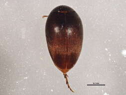 Image of plate-thigh beetles