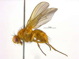 Image of Phaonia pallidosa Huckett 1965