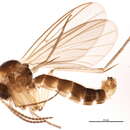 Image of Trichonta subfusca Lundstrom 1909