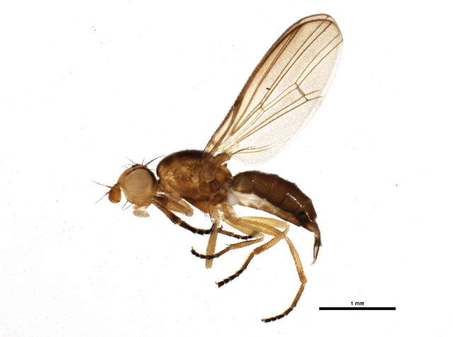 Image of Allopiophila luteata Haliday 1833