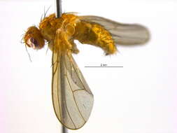 Image of Phaonia pallidosa Huckett 1965