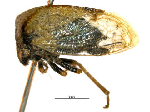 Image of Idiocerus xanthiops Hamilton 1980