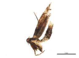 Image of Mompha terminella Westwood