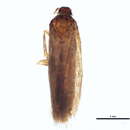 Image of Scrobipalpula radiatella Busck 1904