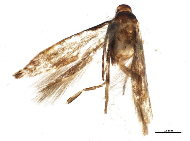 Image of Mompha terminella Westwood