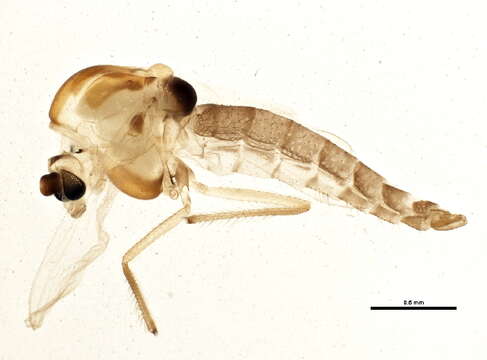 Image of Psectrocladius sordidellus (Zetterstedt 1838)