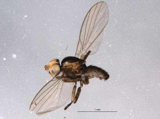 Image of Liriomyza trifoliearum Spencer 1973