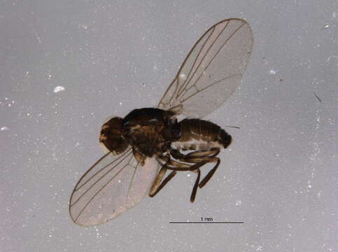 Image of Liriomyza trifoliearum Spencer 1973