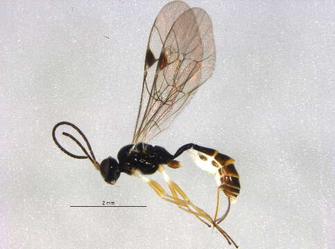 Image of Bathythrix