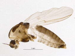 Image of Cricotopus perniger (Zetterstedt 1850)
