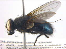 صورة Dasyphora cordilleriana